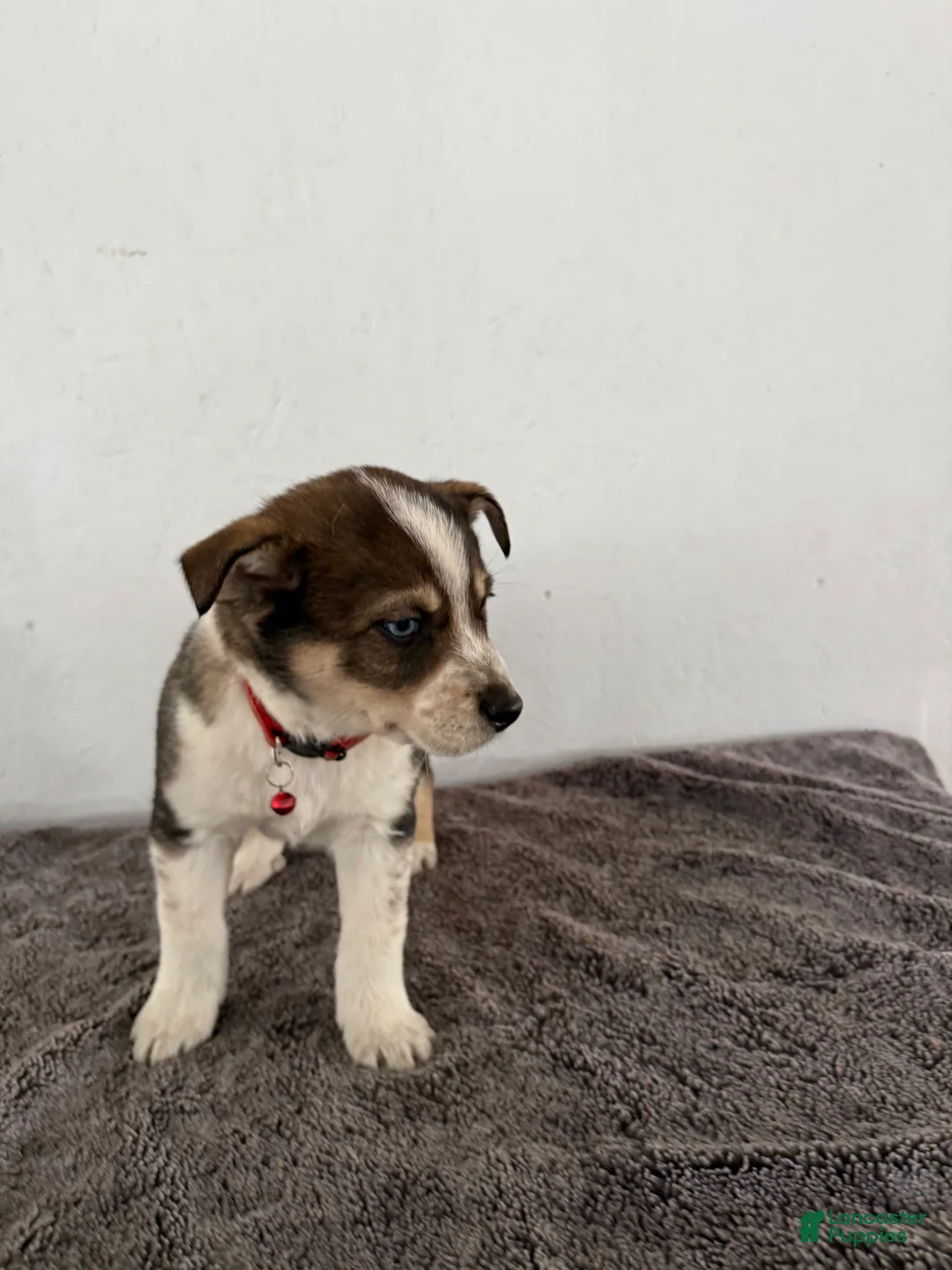 Mixed Breed dogs for sale: Ambre’ - Ad 4