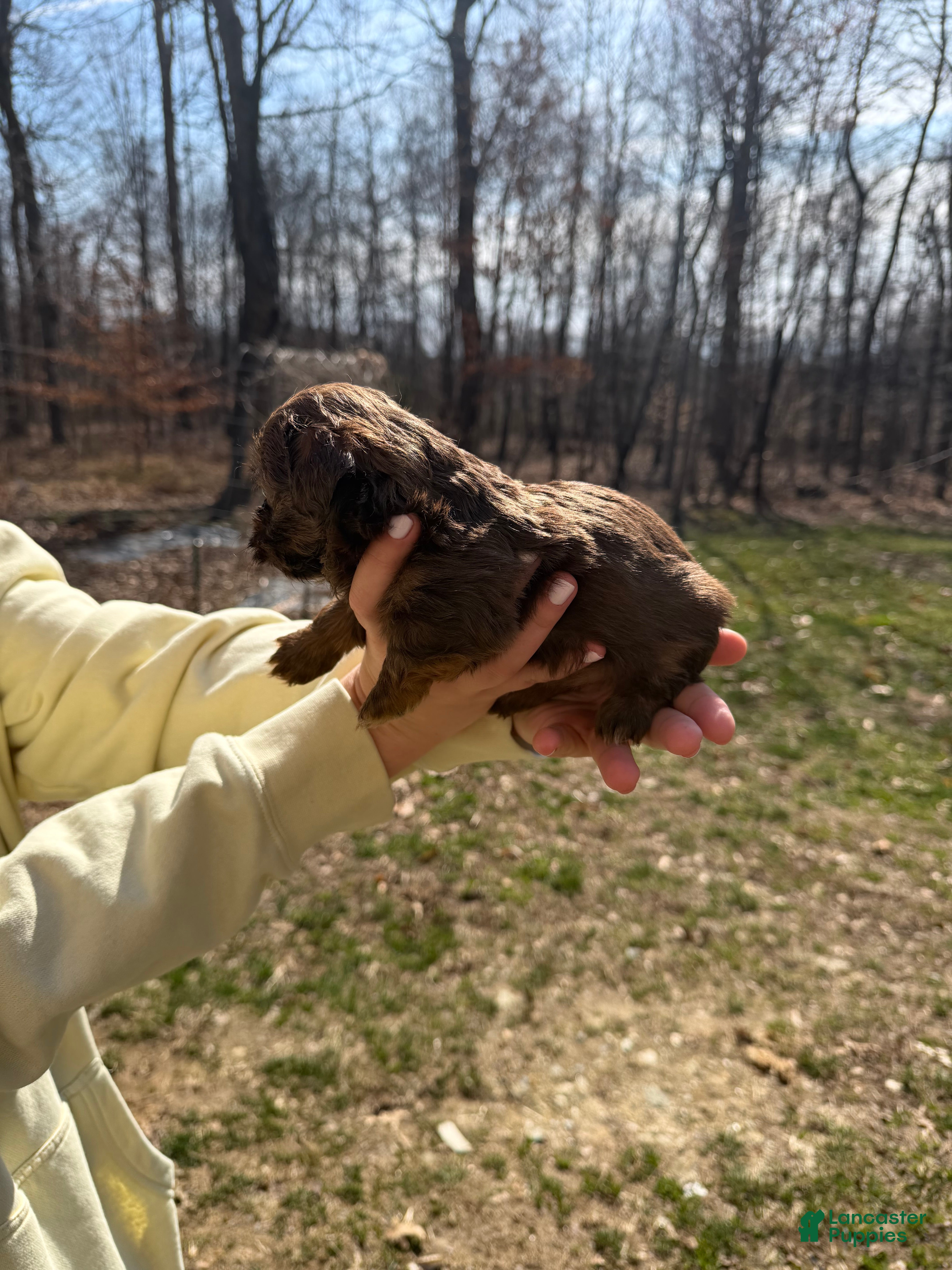 Shih Tzu dogs Shih Tzu Puppy 4 - Ad 2