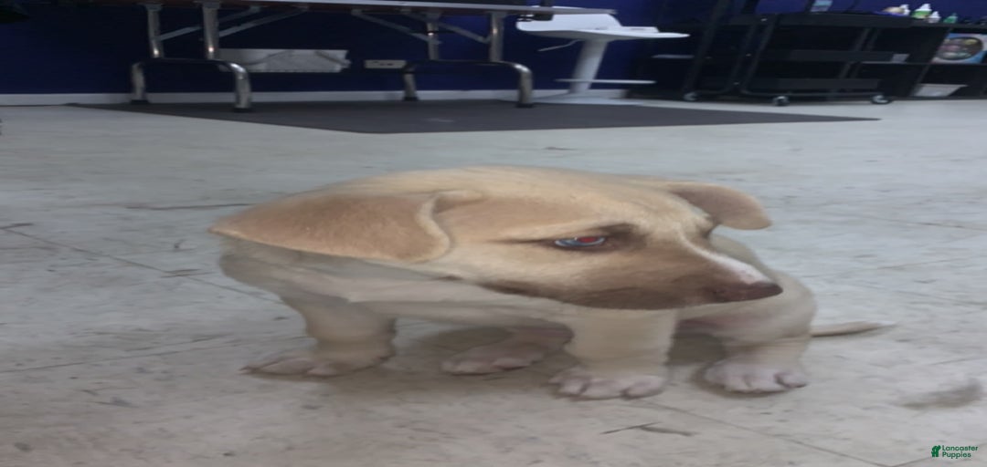 Gallery Image {{count}}