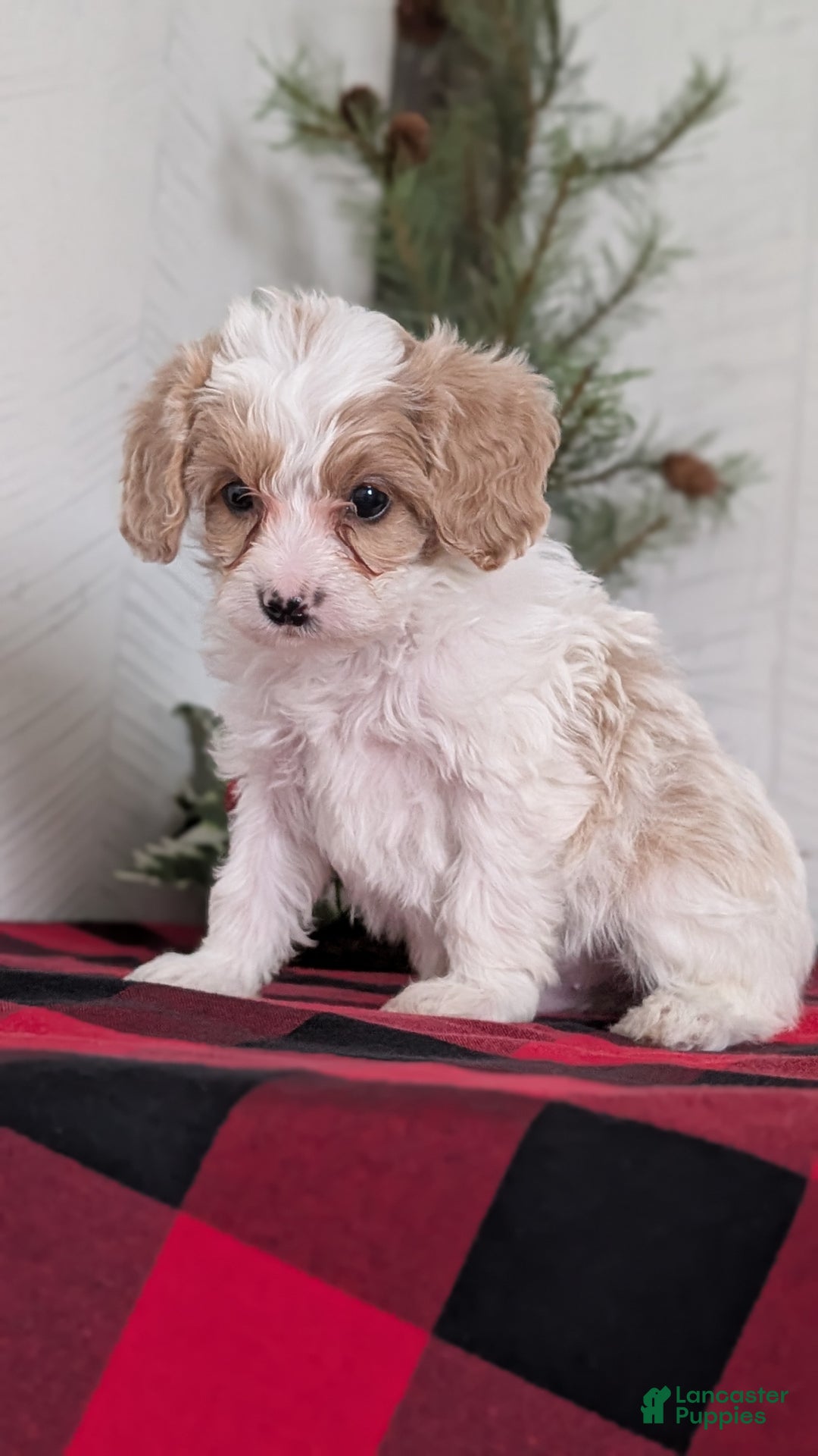 Cavapoo dogs for sale: Duke - Ad 2