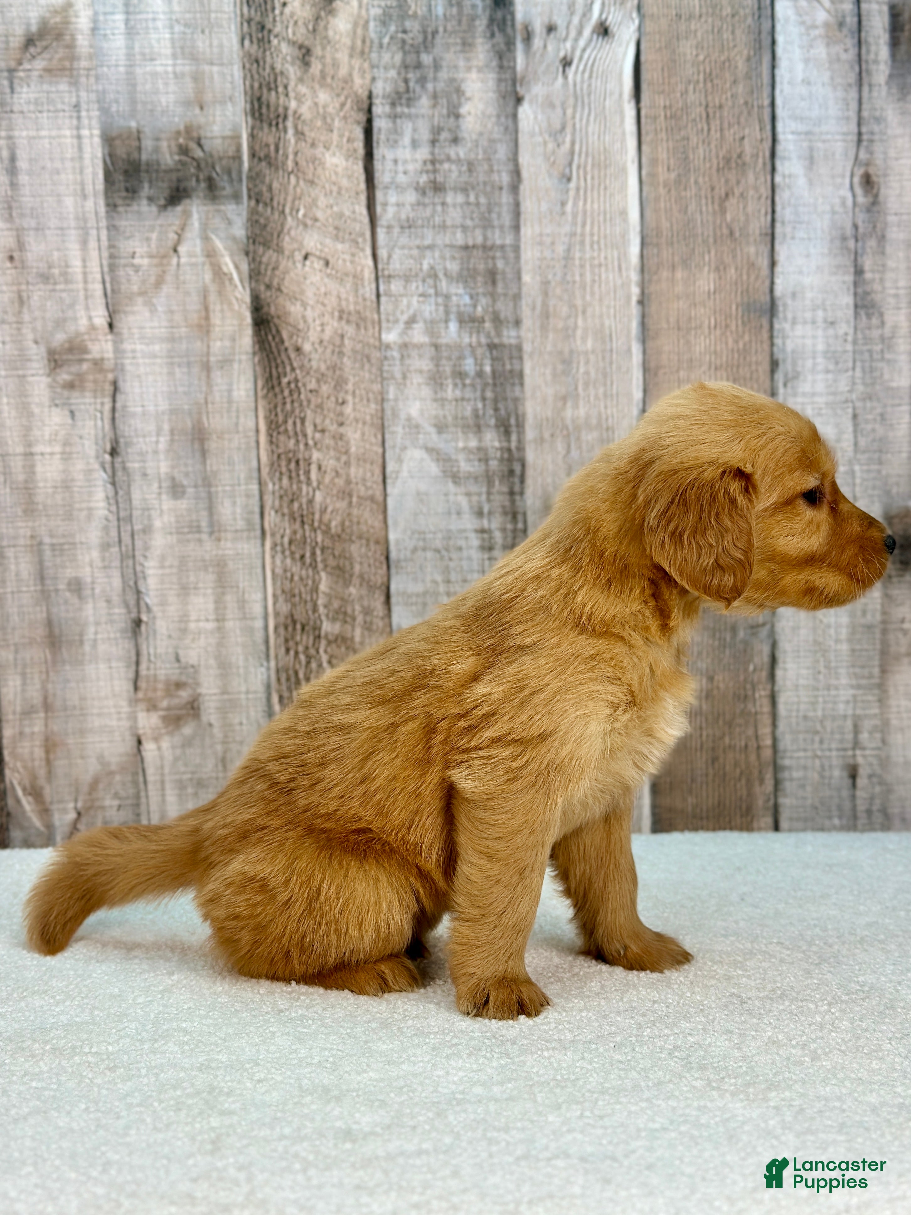 Golden Retriever dogs Betty - 6239 - Ad 2