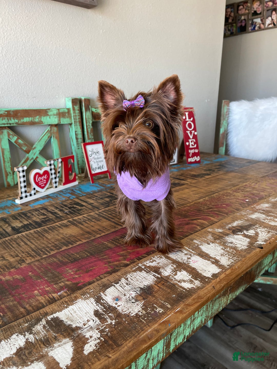 Yorkshire Terrier dogs for sale: KB Chocolate Girl Coco 🩷 - Ad 5