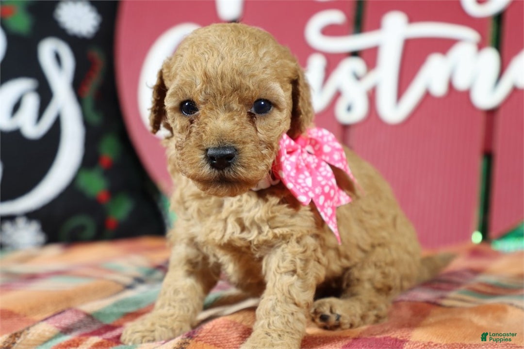 Mini Goldendoodle dogs for sale: Mini Goldendoodle Puppy 1 - Ad 2