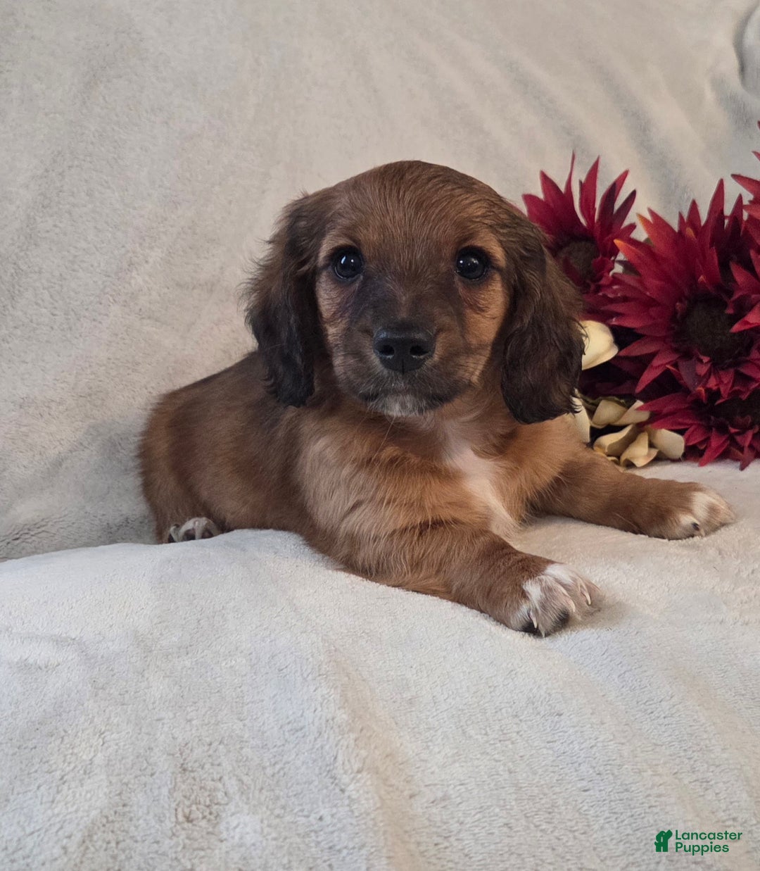 Miniature Dachshund dogs for sale: Mocha - Ad 9