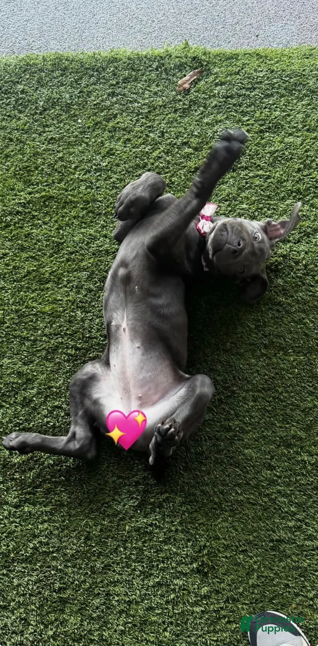 Cane Corso dogs for sale: Cane Corso Puppy 1 - Ad 5