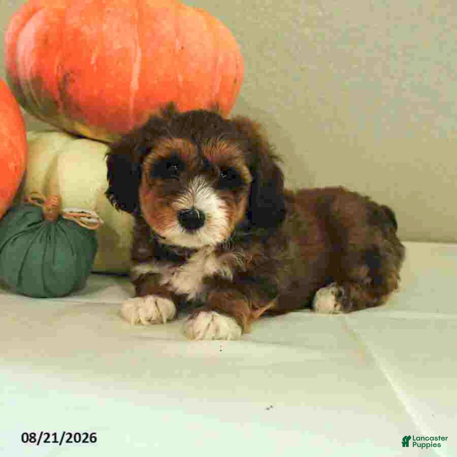 Mini Bernedoodle dogs Max - Ad 2