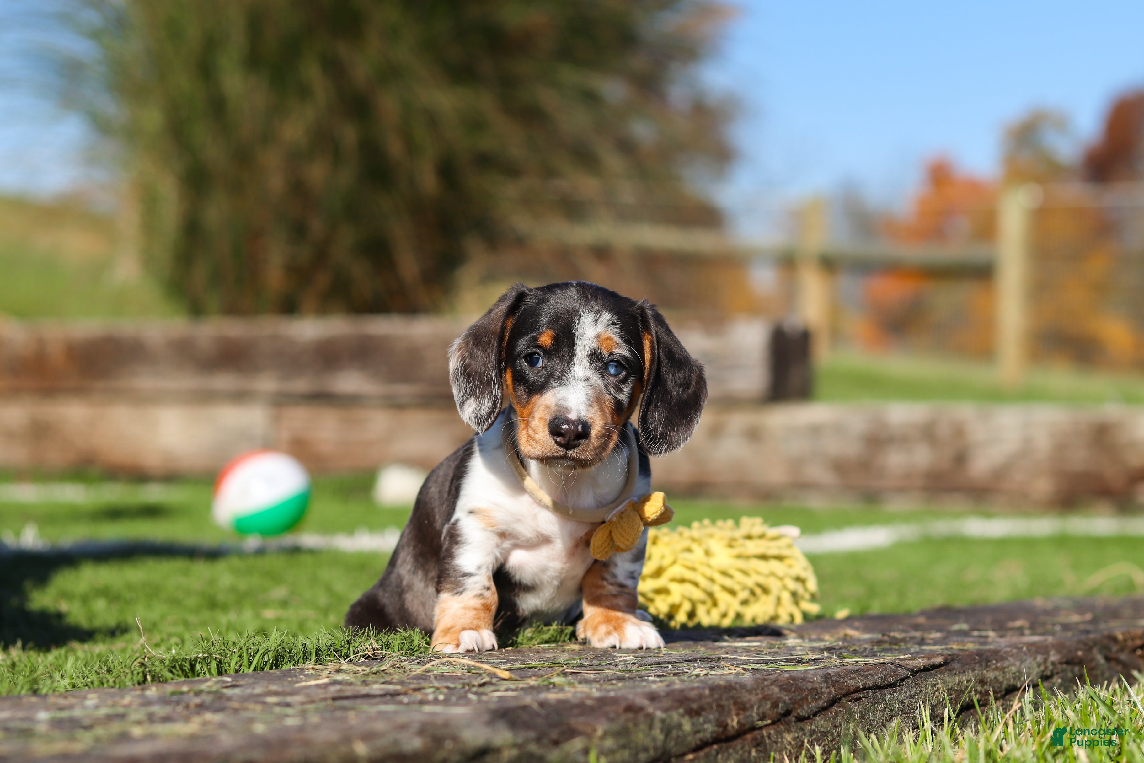 Miniature Dachshund dogs for sale: Jackson - Ad 2