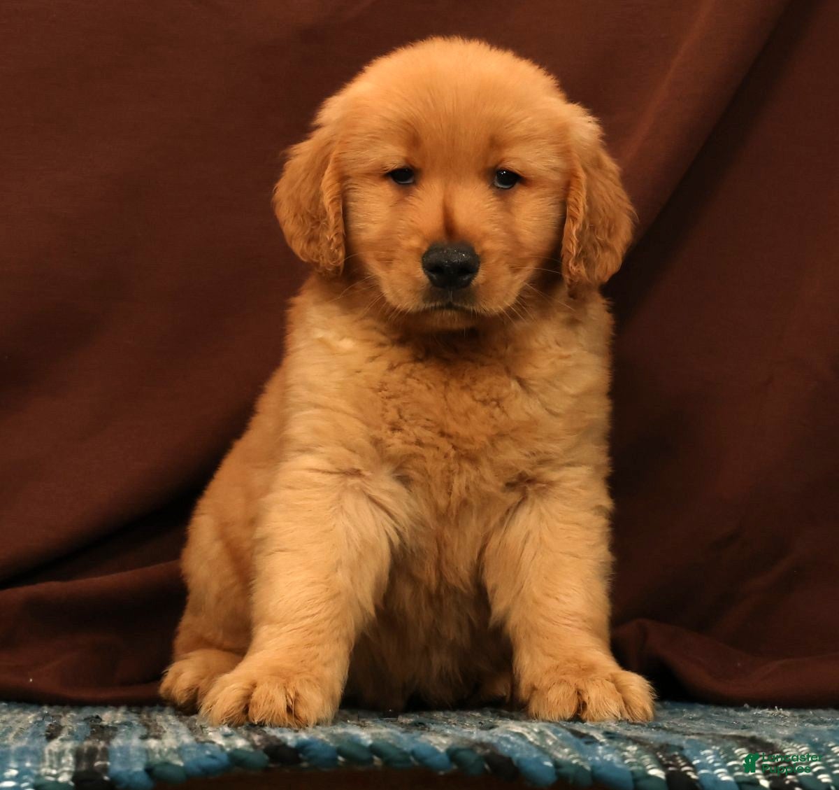 Golden Retriever dogs Rob - Ad 2
