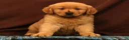 Golden Retriever dogs for sale: Rob - Ad 2