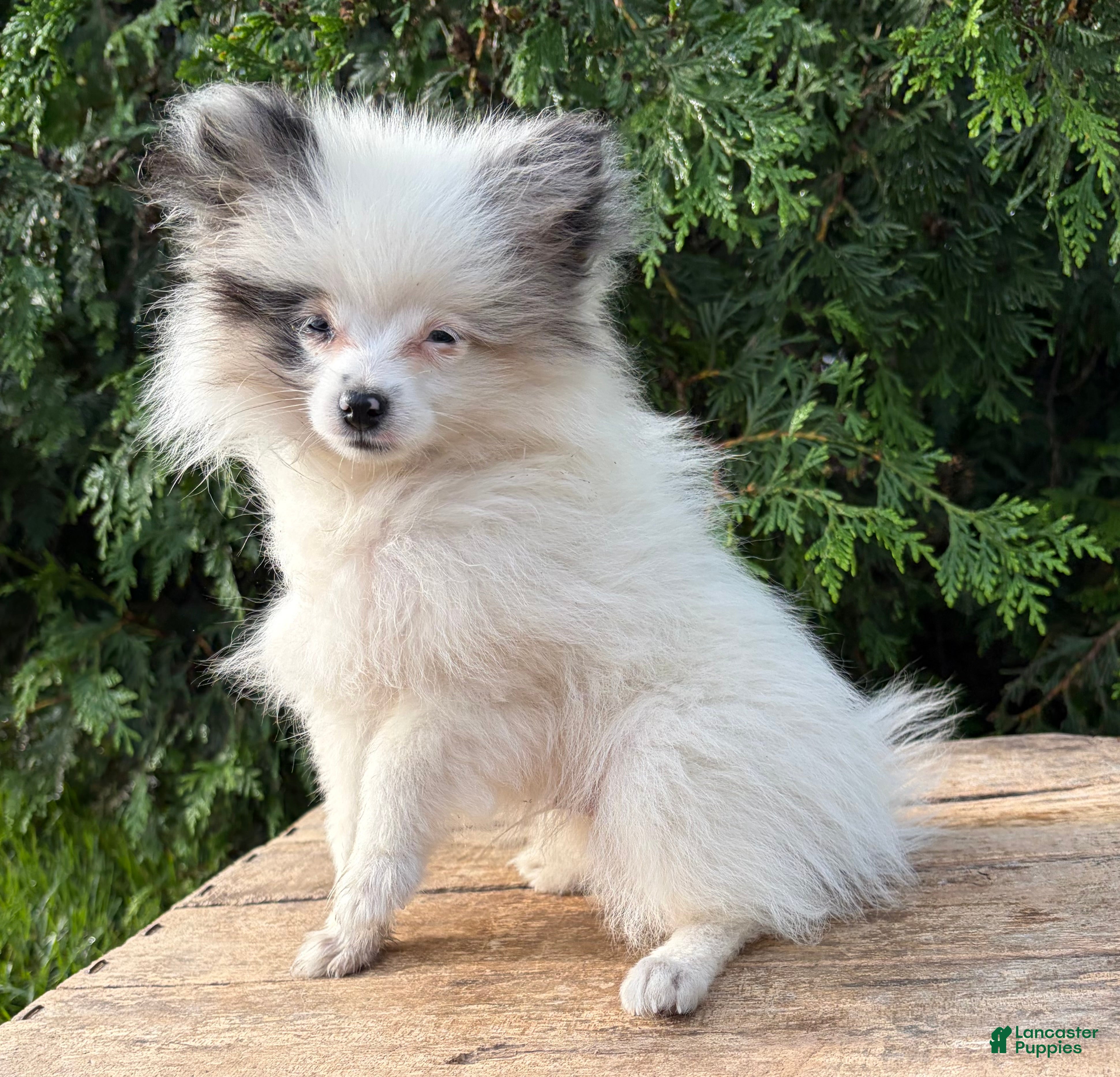 Pomeranian dogs Olaf - Ad 1