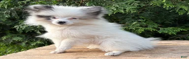 Olaf
