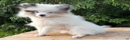 Pomeranian dogs for sale: Olaf - Ad 1