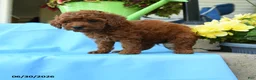 Toy Poodle dogs for sale: Fluffy - Ad 4