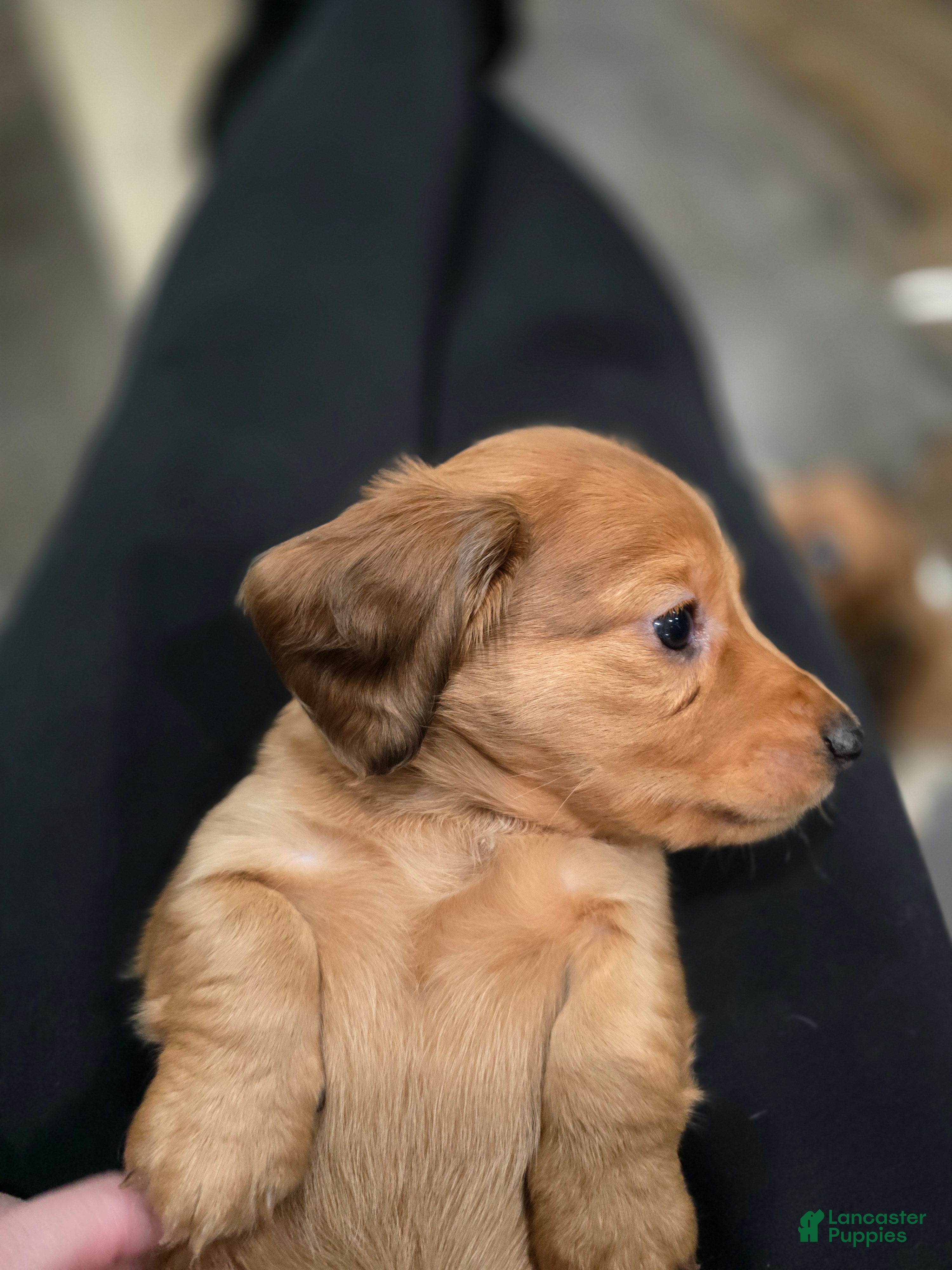 Miniature Dachshund dogs Duke - Ad 39