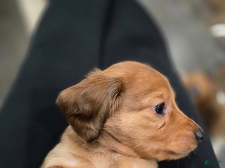 Miniature Dachshund dogs Duke - Ad 13