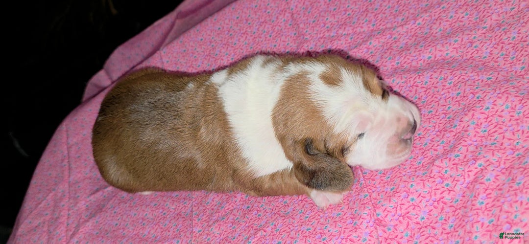 Basset Hound Puppy for sale in Waynesburg Lancaster Puppies