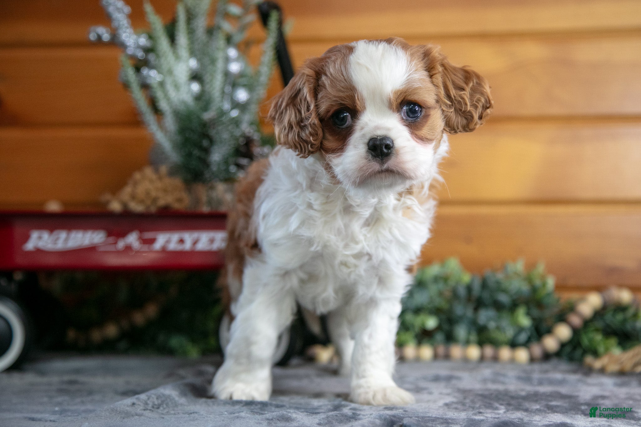 Cavalier King Charles Spaniel dogs Zoey - Ad 2