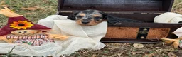 Miniature Dachshund dogs for sale: SILKY DAPPLE  - Ad 4