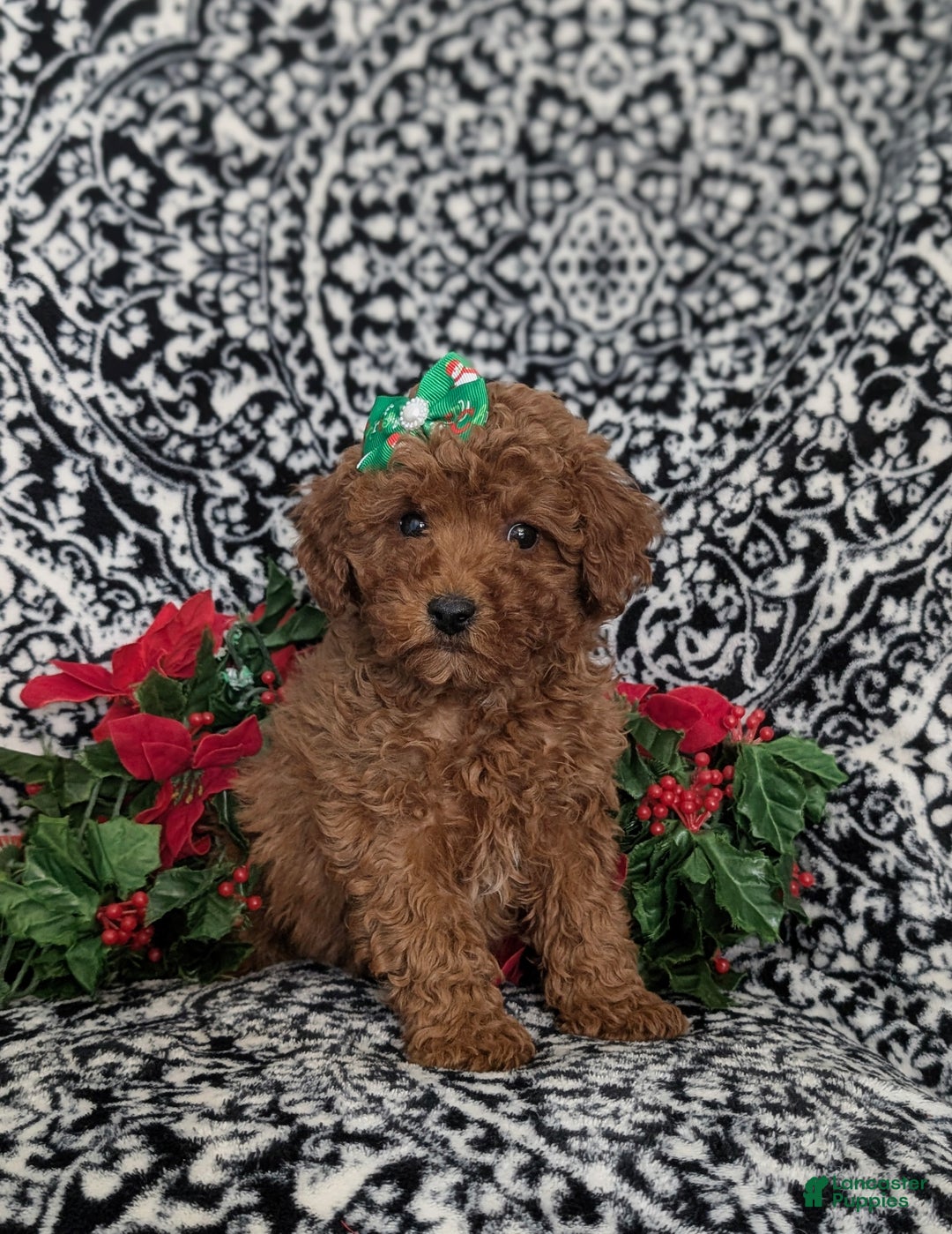 Miniature Poodle dogs for sale: Celeste Ready for Christmas - Ad 5