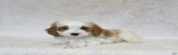 Cavapoo dogs for sale: Marshmallow - Ad 4