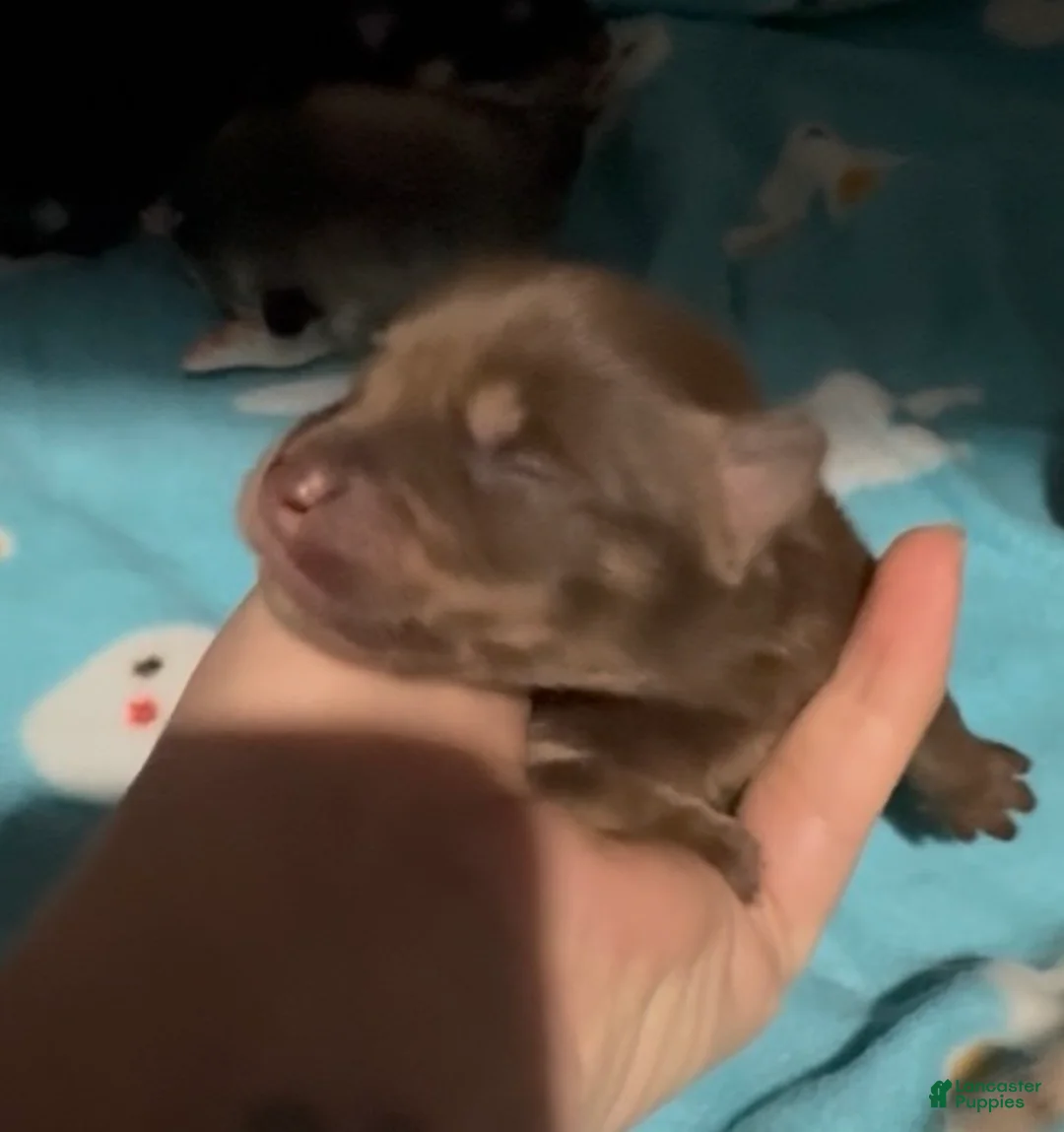 Pomsky dogs for sale: Simba Pomsky Puppy 3 - Ad 17