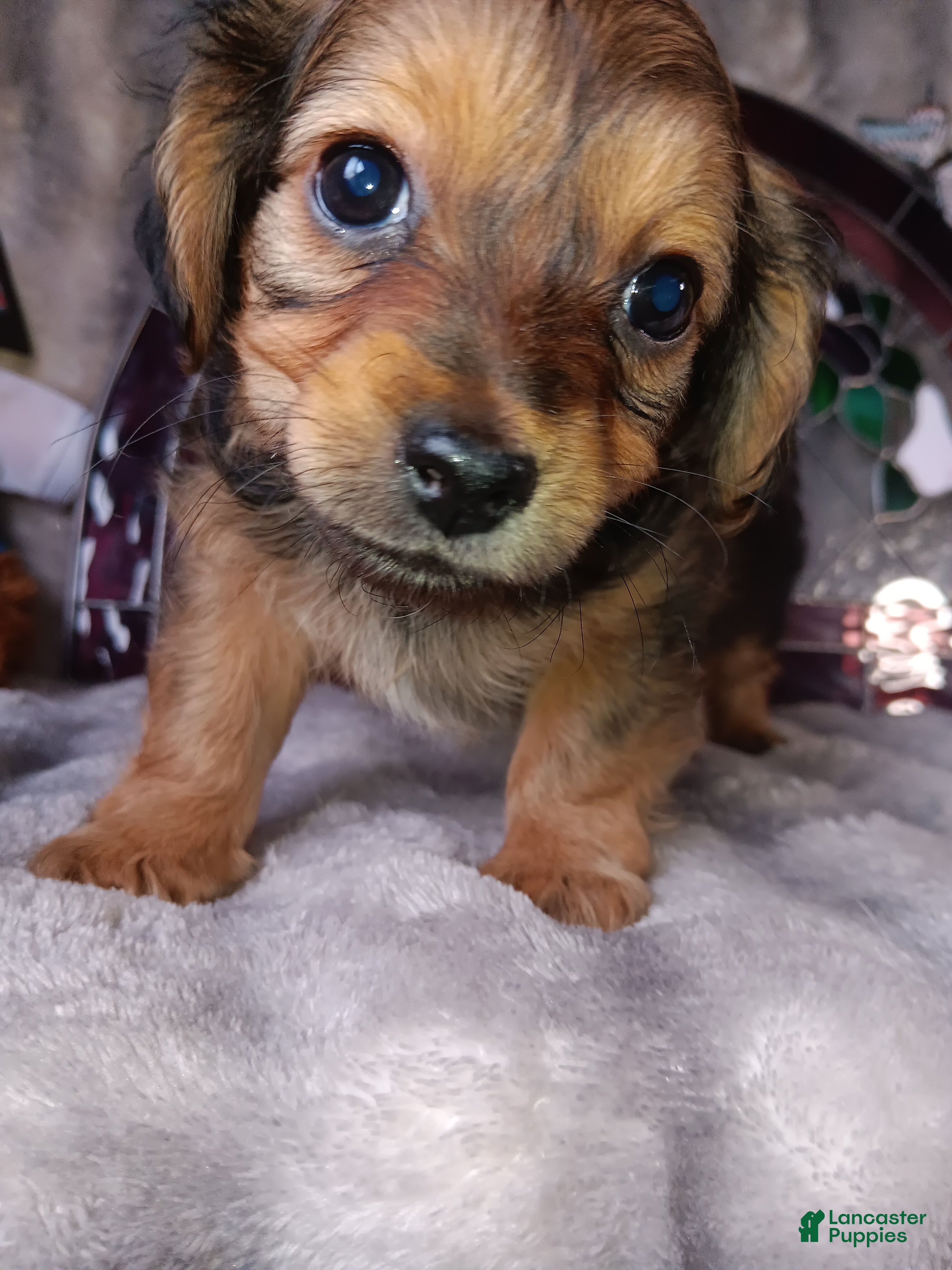 Yorkshire Terrier dogs Yorkshire Terrier Puppy 1 - Ad 2