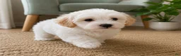 Maltipoo dogs for sale: Ben - Ad 4