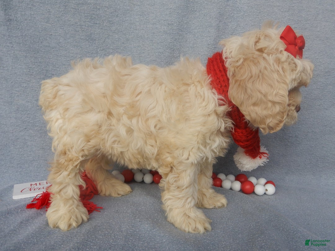 Cockapoo dogs for sale: Alice - Ad 3