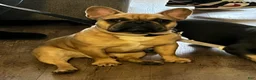 French Bulldog dogs for stud: Bentley - Ad 5