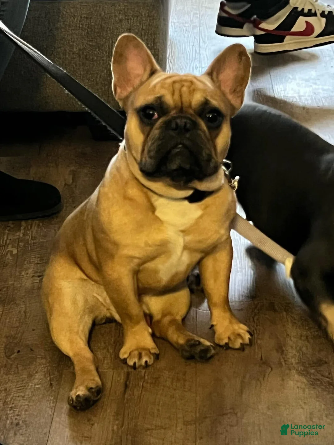 French Bulldog dogs for stud: Bentley - Ad 5