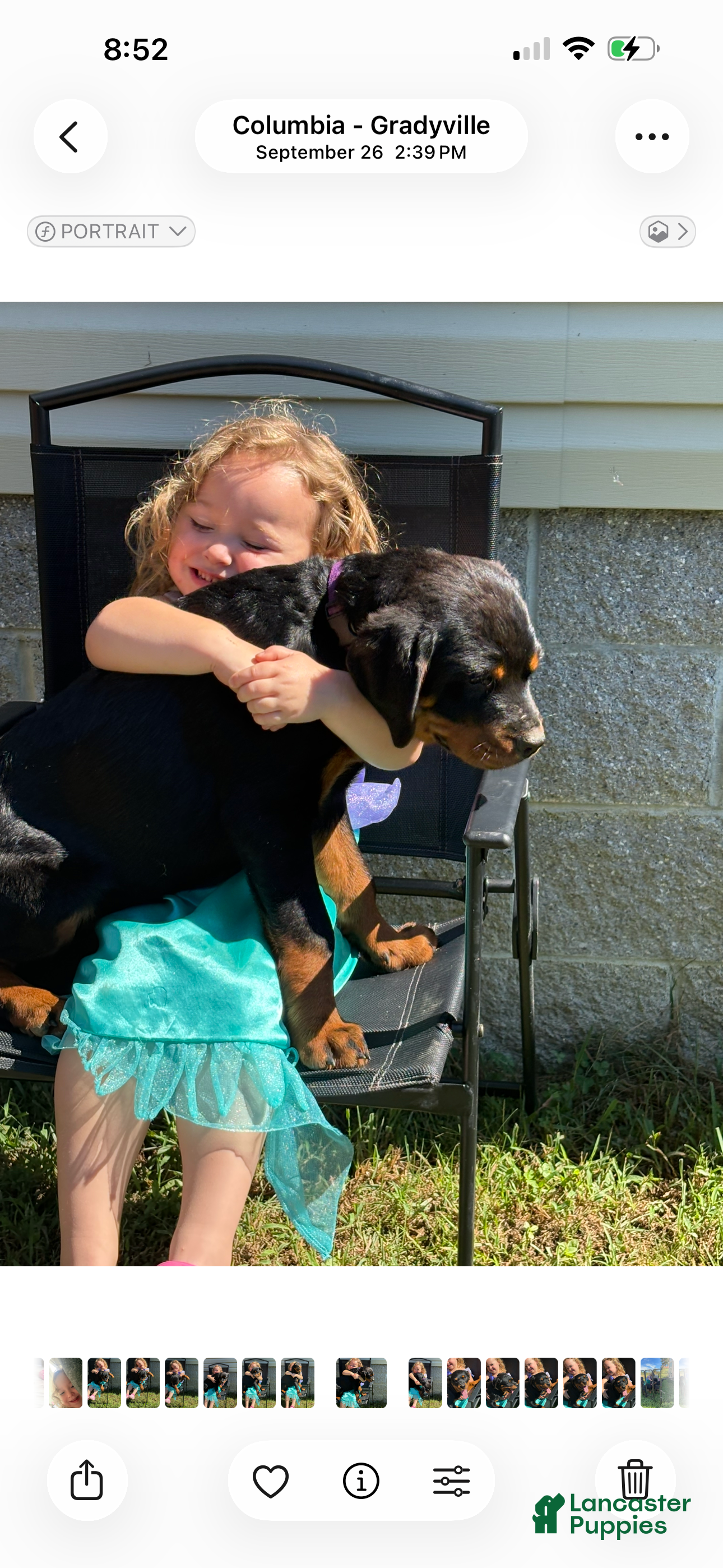 Penny (Rottweiler, Female) in KY