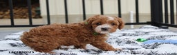 Cavapoo dogs for sale: Everett - Ad 2