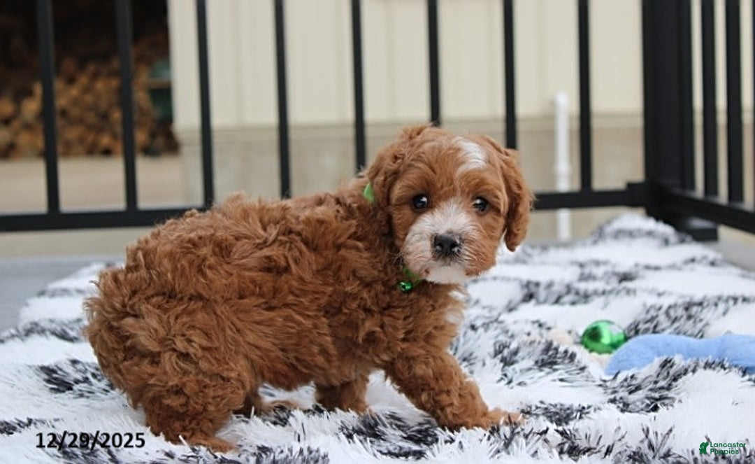 Cavapoo dogs for sale: Everett - Ad 2