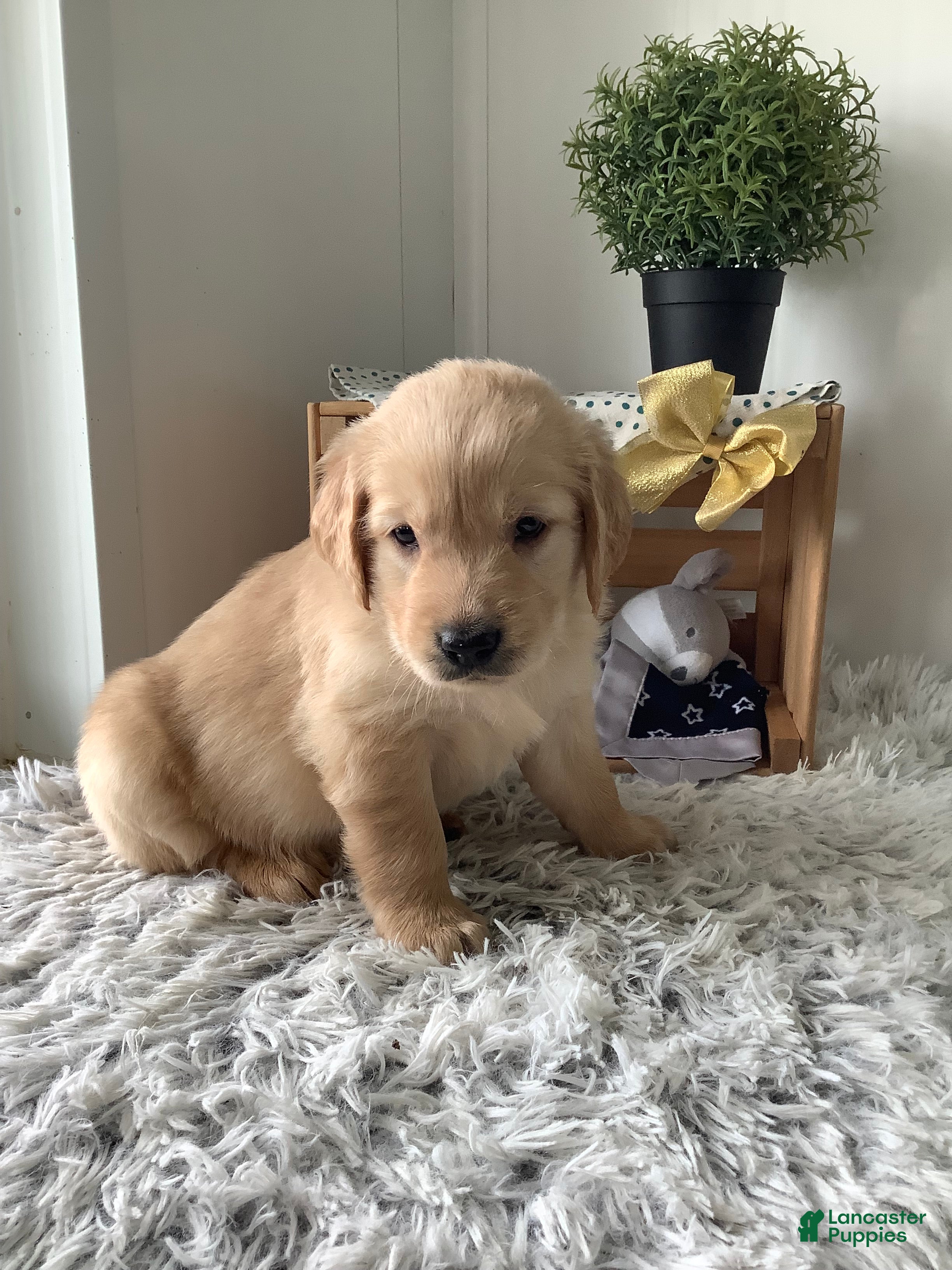 Golden Retriever dogs for sale: Golden Retriever Rover - Ad 4