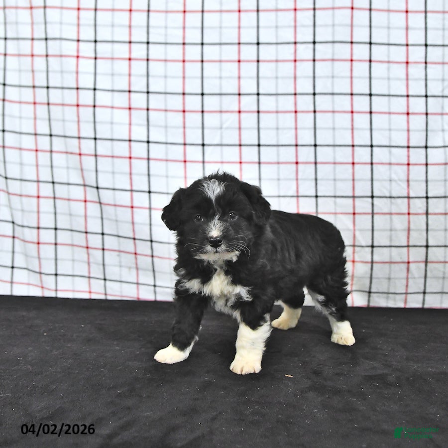 Mini Aussiedoodle dogs Walker  EXTRA SMALL - Ad 2