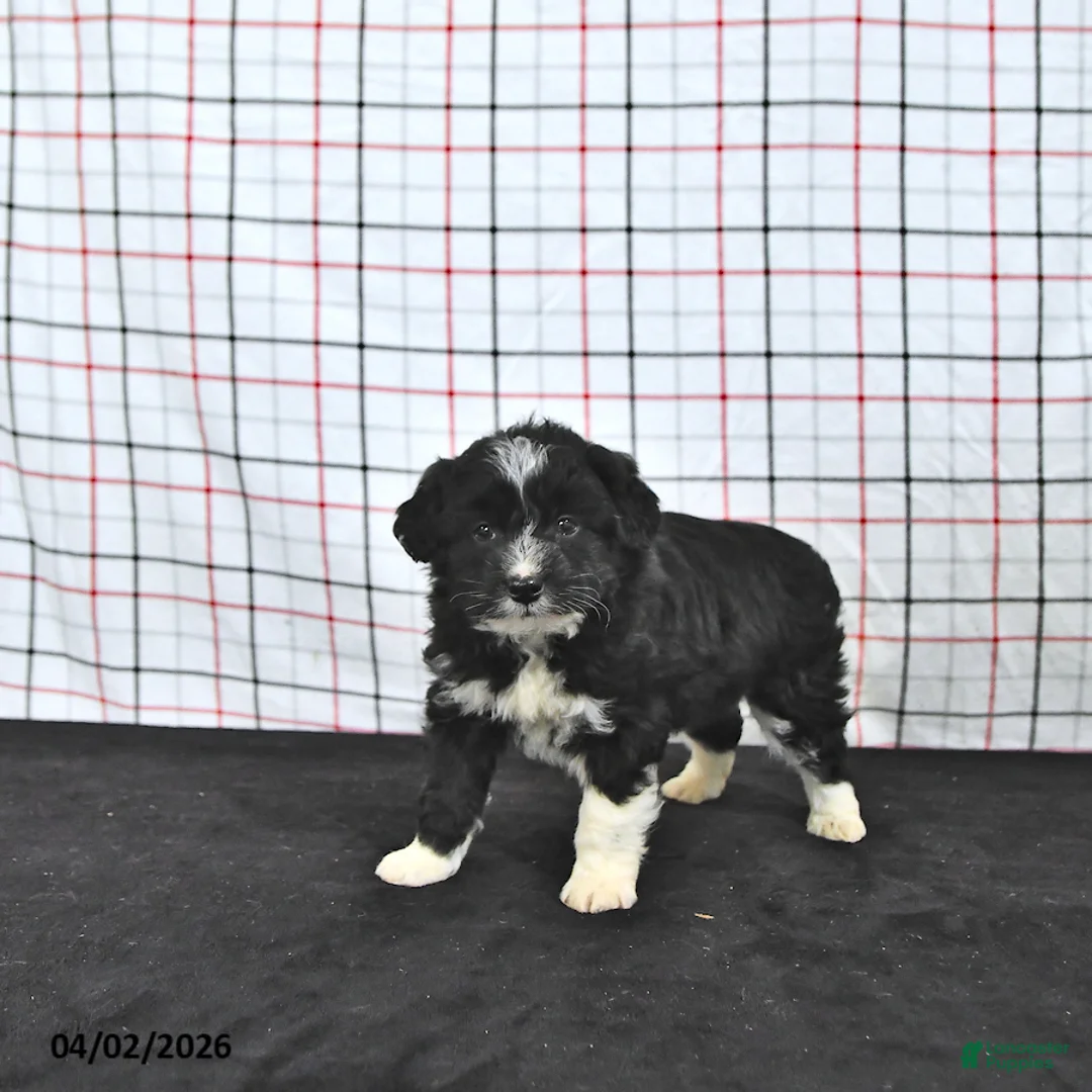 Mini Aussiedoodle dogs for sale: Walker  EXTRA SMALL - Ad 2