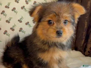 Mixed Breed dogs Designer Breed Yorkishire Terrier, Pomeranian Mix Puppy Male Berry - Ad 18