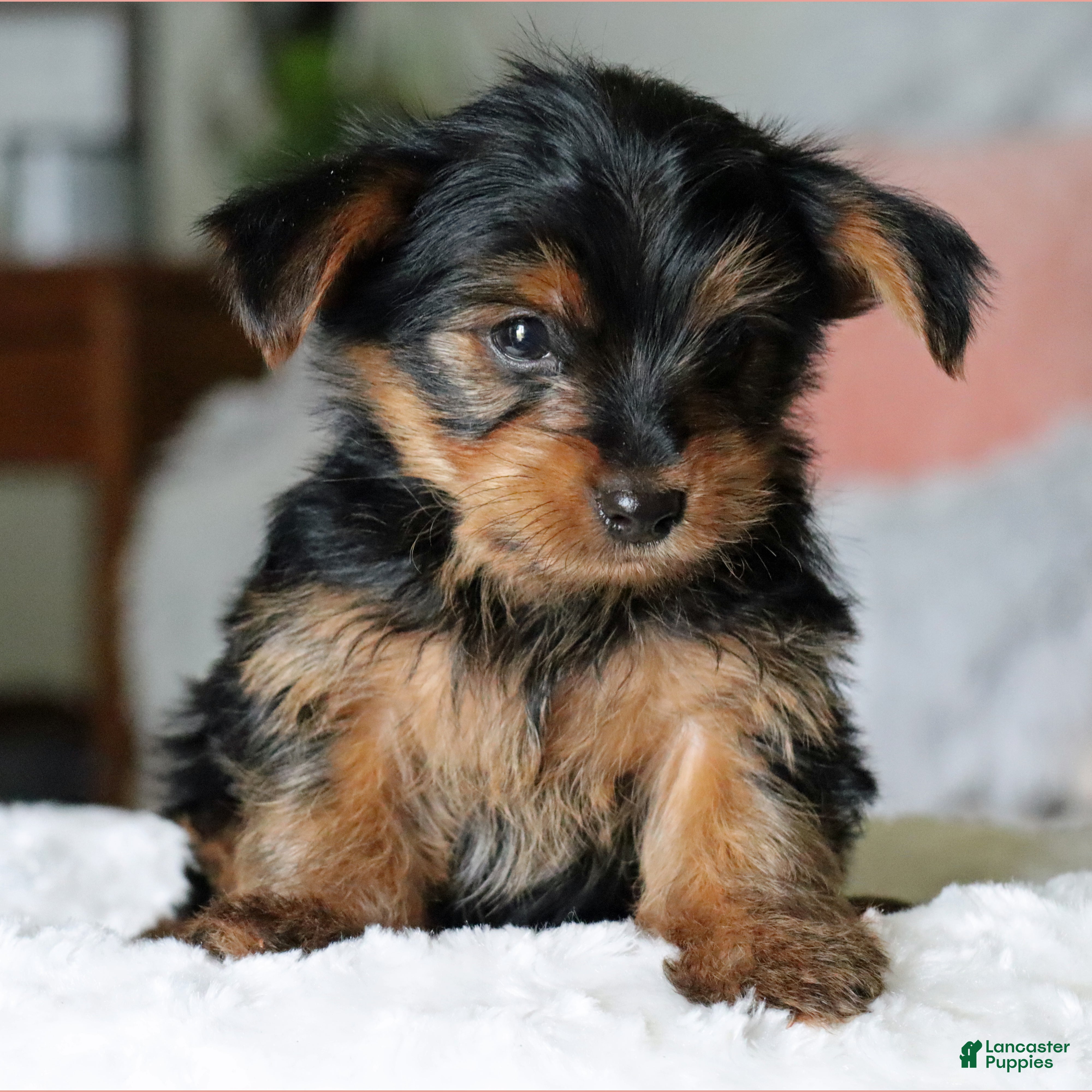 Yorkshire Terrier dogs Tucker - Ad 2