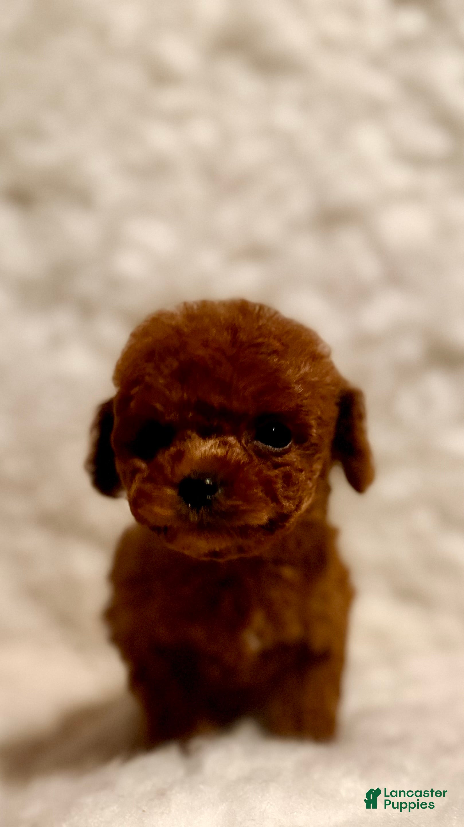 Toy Poodle dogs Zoey teacup deep red - Ad 1