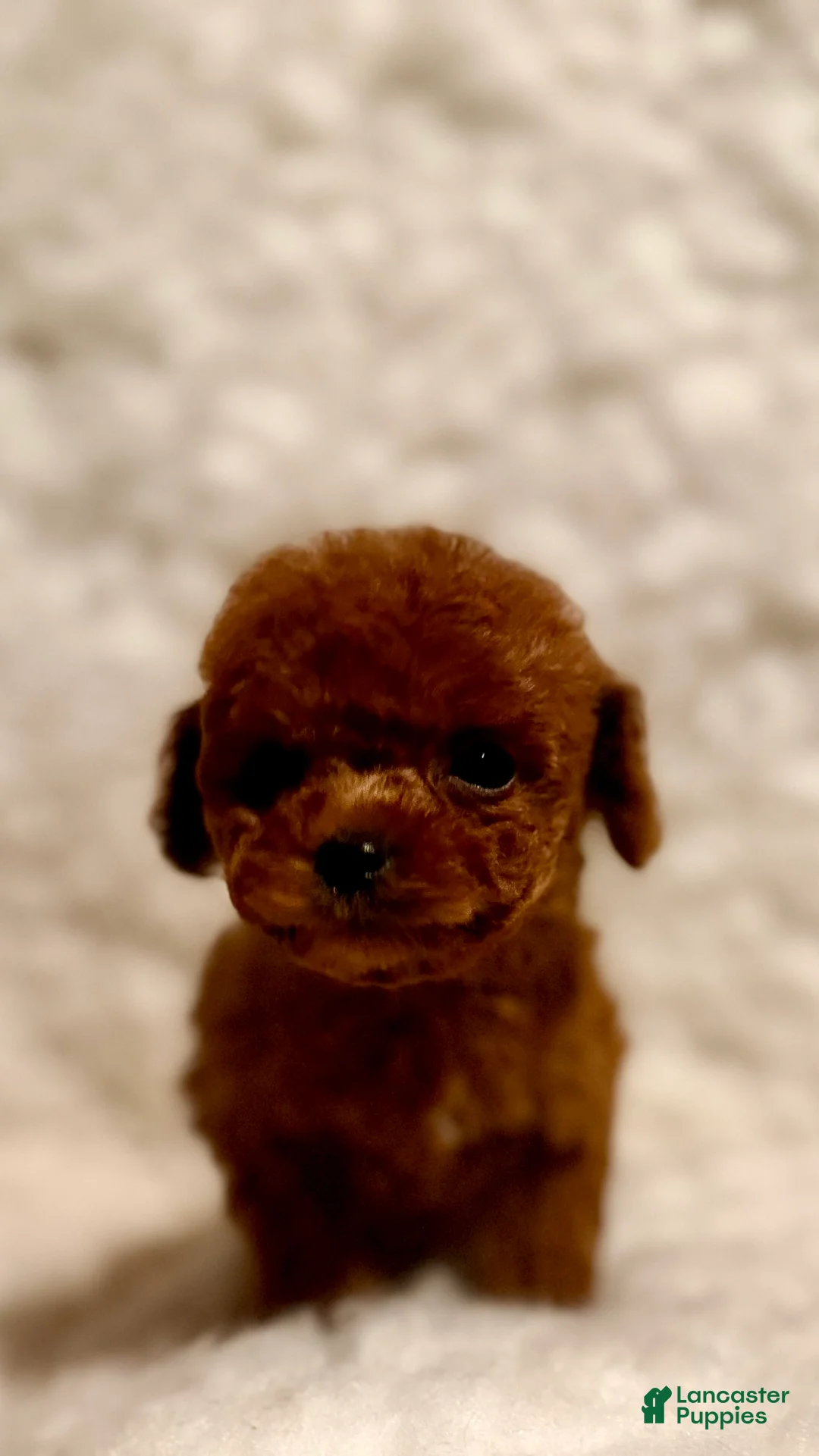 Toy Poodle dogs for sale: Zoey teacup deep red - Ad 1