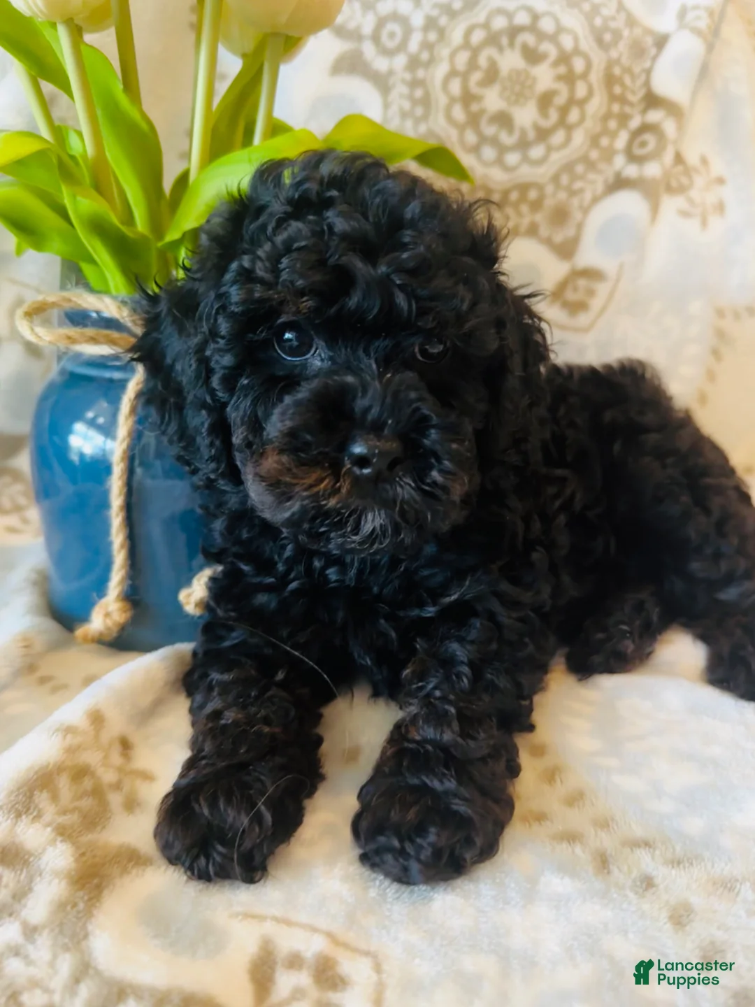 Miniature Poodle dogs for sale: Miniature Poodle Puppy 3 - Ad 2