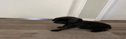 Cane Corso dogs for sale: Cane Corso 11 - Ad 6