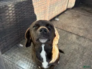 Mixed Breed dogs Mixed Breed Puppy 4 - Ad 13