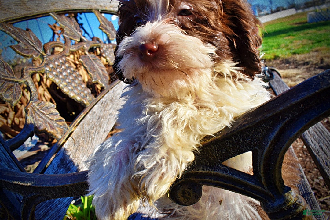 Havapoo dogs for sale: Simba - Ad 26