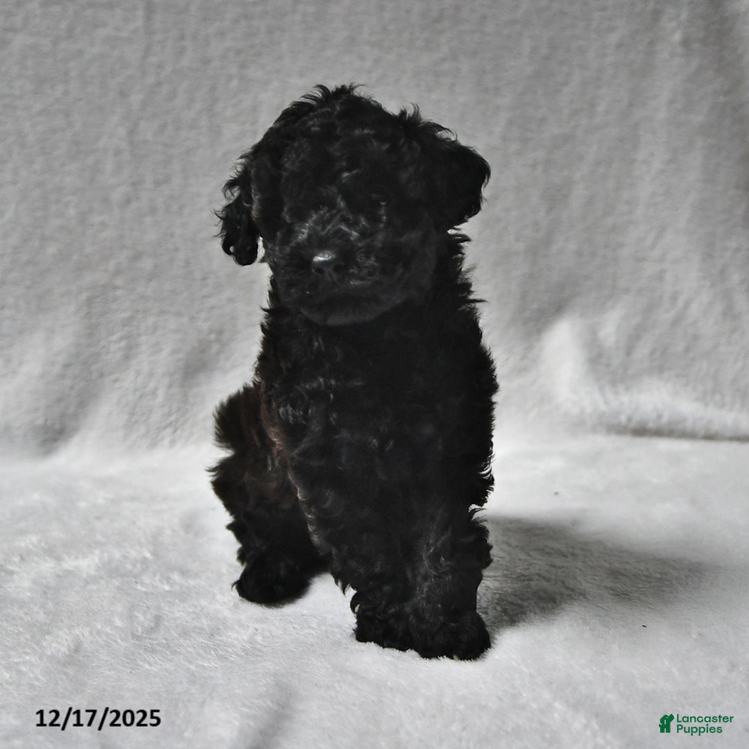 Mixed Breed dogs for sale: Matthew Eli - Ad 2
