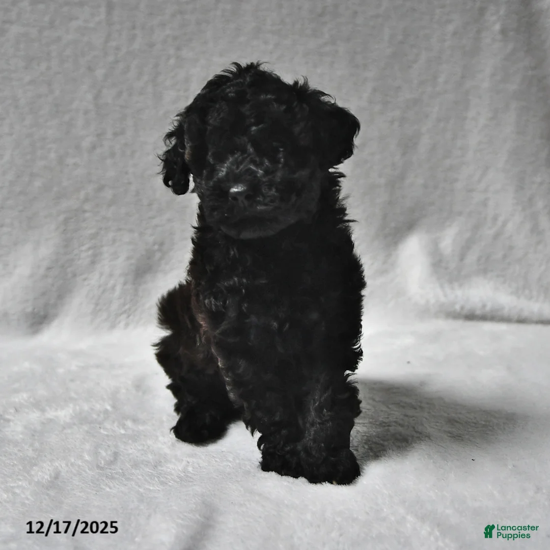 Miniature Poodle dogs for sale: Matthew Eli - Ad 2