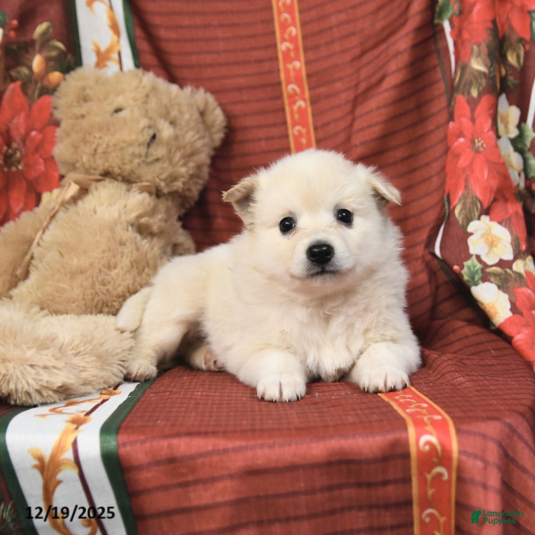 American Eskimo dogs for sale: Bubbles - Ad 4