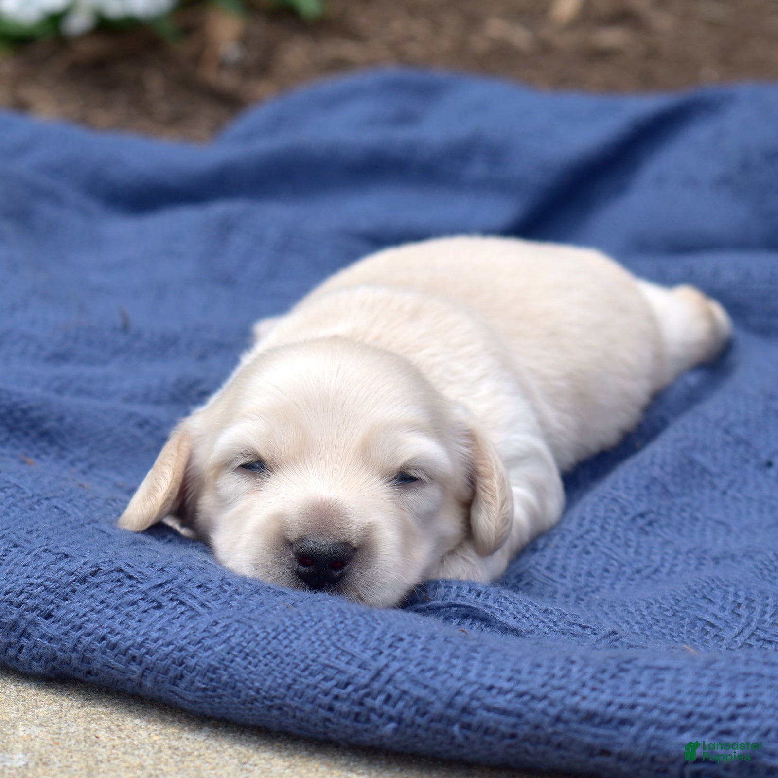 Miniature Dachshund dogs Maple - Ad 2