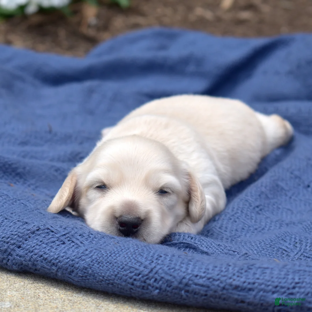 Miniature Dachshund dogs for sale: Maple - Ad 2