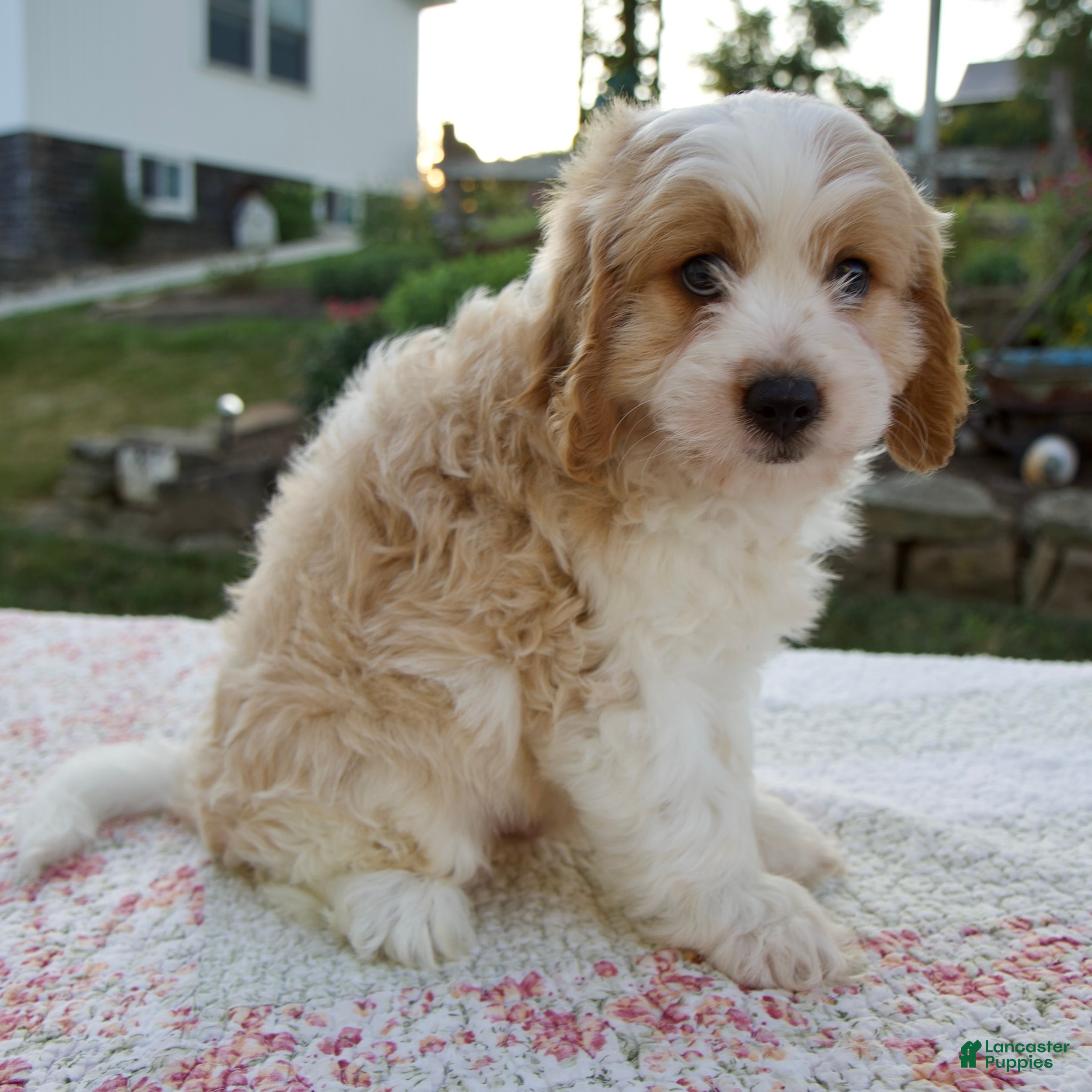 Cavapoo dogs Quincey - Ad 2